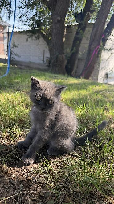 британский: Отдам в хорошие руки котенка🥰 Котёнок серого окраса - Возраст — 1