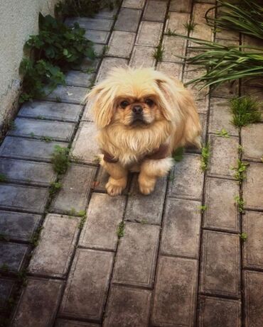 Gəmiricilər: Pekines, 10 ay, Dişi, Peyvəndli, Pulsuz çatdırılma