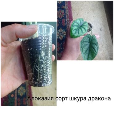 бөлмө гүлдөрү: Срочно продаю 300