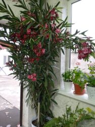 ячмен семена: Олеандр уступка будет Комнатное/кадочное растение с обильным