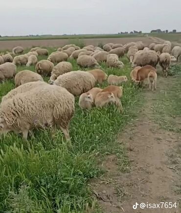 K/t heyvanları və malları: Qoyunlar, qoçlar