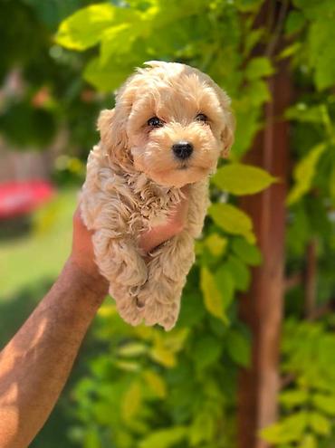 stenci maltezera: Maltipoo stenci spremni su za preuzimanje. Mama je maltezer malog — 3