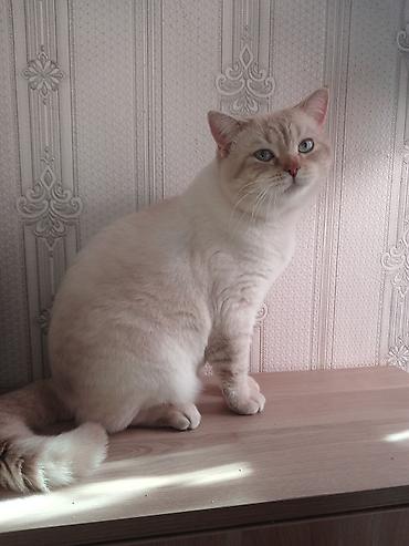 Pişiklər: Britan — 9