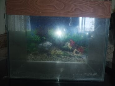 pişiyə verilən adlar: Dördbucaq akvarium, Boş, 85 l, Ünvandan götürmə
