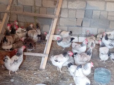 danişan quş: Kent toyuglari cekileri 1kq 500 __ 2 kq yumurtayılar hal hazırda 12