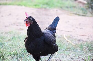 животные птицы: Черные куры. не породистые просто черные. черных петухов нет. черная
