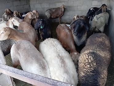 продам ягнят: Продаю | Овца (самка) | На забой, Для разведения, Для шерсти | Котные, Матка, Ярка — 3
