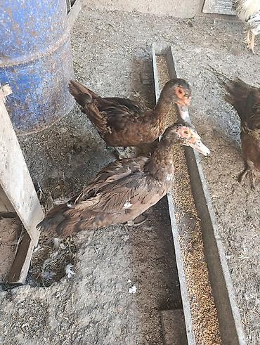 heyatı: Muscovy (indoutka) ördəkləri – müxtəlif yaş qrupları - Cins — 1