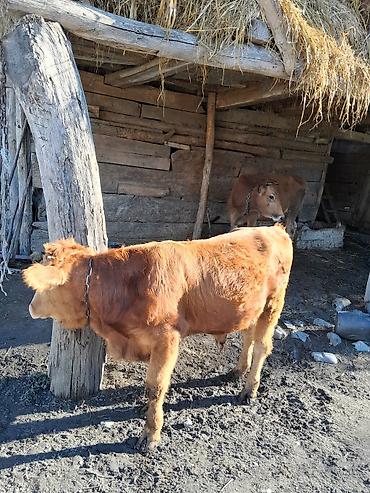 ari satişi: Satılır: inek 7 ay dana jonge watsap 0708357601 — 4