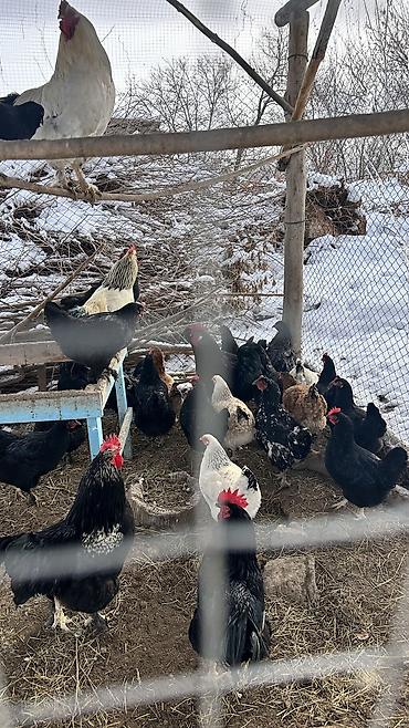 Куры, петухи: Продаю | Петух | Для разведения — 4