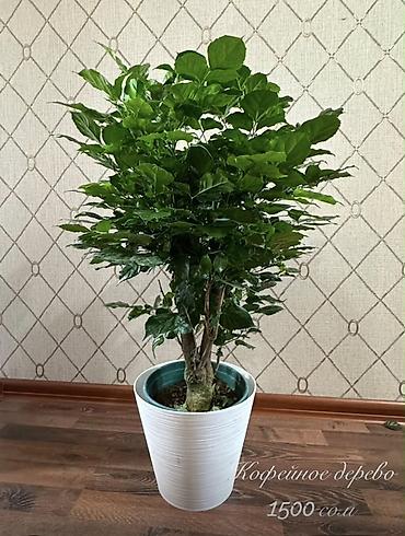 Кофейное дерево (Coffea arabica) в декоративном горшке. - Пышная at lalafo.kg Кофейное дерево (Coffea arabica) в декоративном горшке. - Пышная
