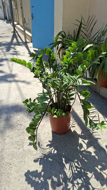 ağacların adları: Zamioculcas zamiifolia, xalq arasında dollar ağacı olaraq tanınan bu