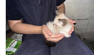 Котёнок с колор-пойнт окрасом (светлое тело, тёмные ушки, хвост и