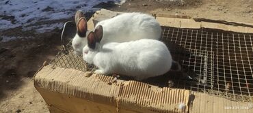 Декоративные кролики: Продаю кроликов новозеландский 2 штук прошу по 600 сом каждый