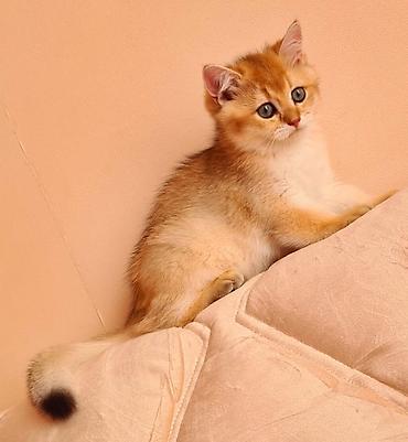 Pişiklər: Britan — 3