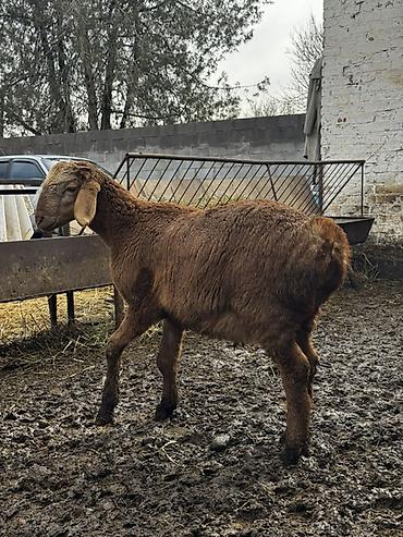 Баран, овца: Продаю | Овца (самка) | Для разведения | Ярка — 5