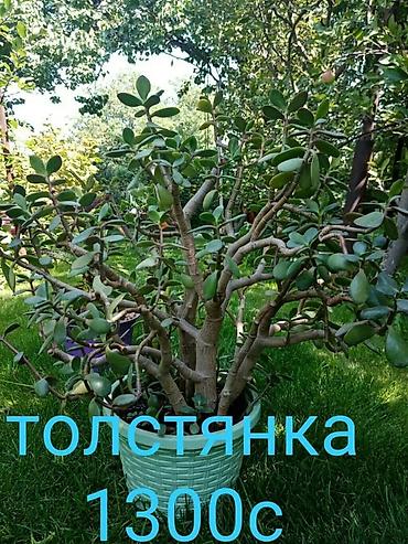козий сыр: Продаю все саженцы которые вы видите на фото, также есть мята — 9