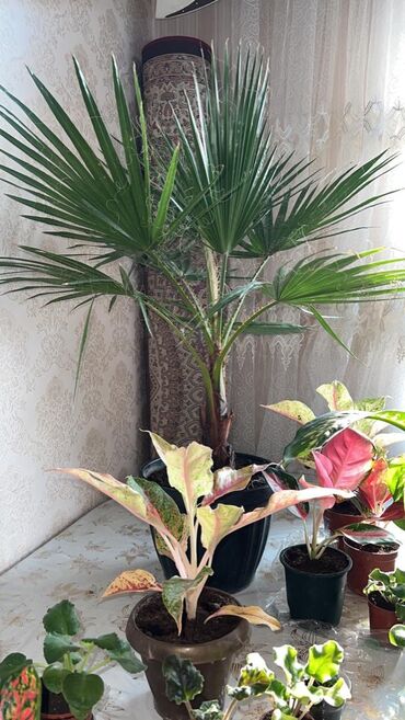 ростки пальмы: Пальма Вашингтон 1,30
1.40см 
Очень красивый 
И на Офис самый раз