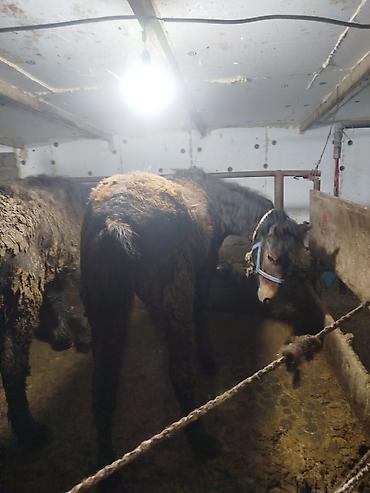 Лошади, кони: Продаю | Жеребенок | Рабочий — 14