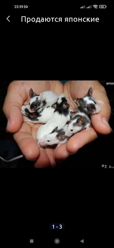 коврики для мыши podmyshku: Продаются японские крыски или бамбуковые мыши. Самый мелкий грызун