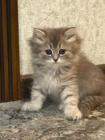 Pişiklər: Britaniya və Scottish və digər növlərin bala pişikləri var. Qiymətləri — 14