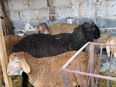 Баран, овца: Продаю | Баран (самец) | Гиссарская, Эдильбаевская, Арашан | Для разведения | Племенные, Осеменитель at lalafo.kg — 7 Баран, овца: Продаю | Баран (самец) | Гиссарская, Эдильбаевская, Арашан | Для разведения | Племенные, Осеменитель — 7