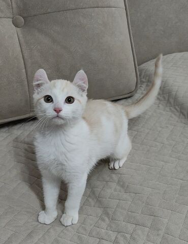 Продажа кошек: Американский кёрл, 3 месяца, Мальчик, Белый, Приучена к лотку — 4