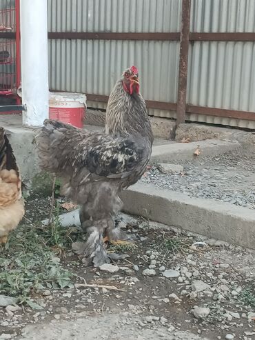 sort toyuq: Toyuq, Brama, Damazlıq, Ödənişli çatdırılma