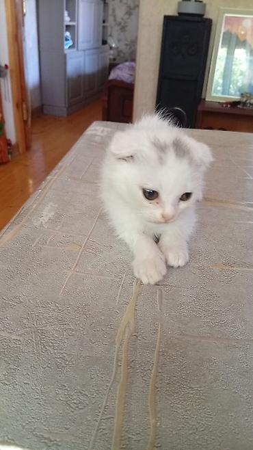 Pişiklər: 🐾 Şotland uzun tüklü pişik balaları — erkək və dişi 9 həftəlik iki — 2