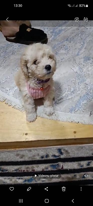 alabay iti: Pitbul, 2 ay, Dişi — 1