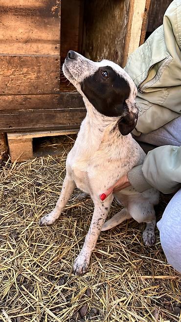 Отдам даром собаку: Собака даром: Дворняжка, 4 месяца, Самка, С прививкой — 7