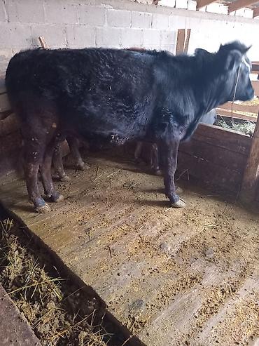 Коровы, быки: Продаю | Бык (самец) — 2
