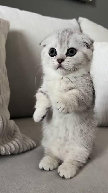 ragdoll pisik: Şotland — 5