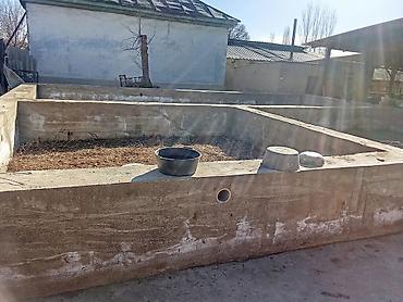 Продажа сельхоз предприятий: Продаётся недвижимость сельхозназначения с хозяйственным двором и — 2