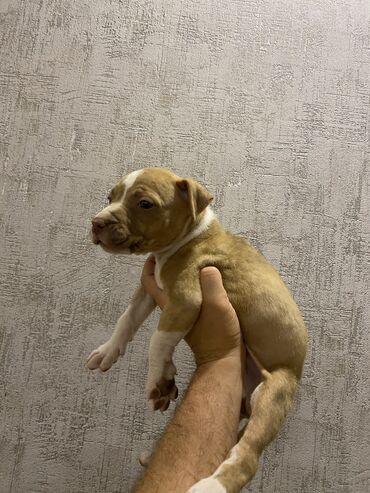 İtlər: Pitbul, 2 ay, Dişi, Peyvəndli, Ödənişli çatdırılma