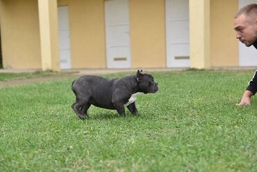 Psi: Dostupni stenci american bully Starosti 4 meseca Primili sve vakcine — 8