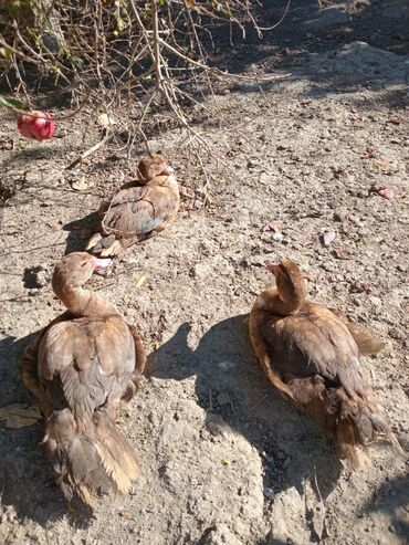 той пудель баку: Самец, | Lal ordek, Для разведения, Самовывоз