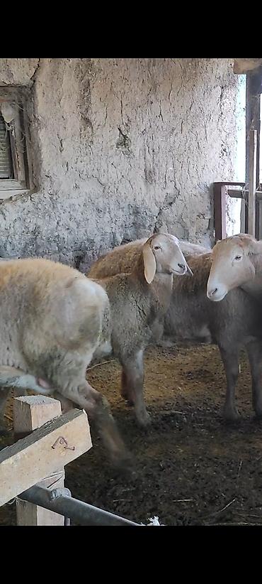 Баран, овца: Продаю | Овца (самка) | Арашан | Для разведения | Ярка — 7