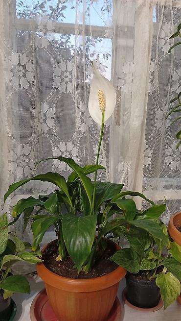 черный принц: Комнатные лианы в горшках - Сциндапсус (Epipremnum aureum — 5