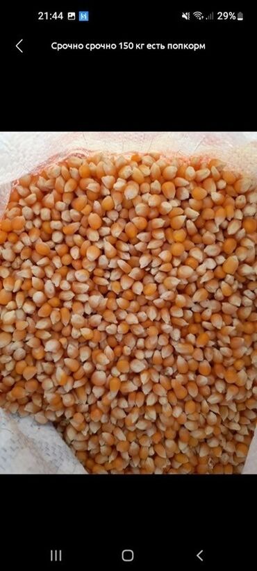 посуда продажа: Кукуруза