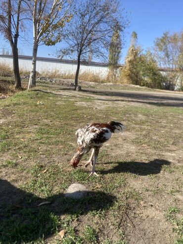 собака долматинец: Продаю | Петух | Бойцовая | Для разведения