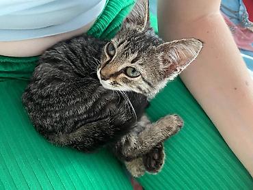 где взять котенка: Отдам в хорошие руки котенок кушает сам уже пишете мальчик, к лотку — 2