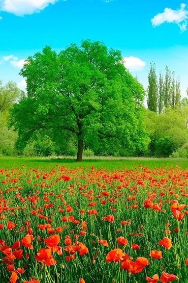 картинка природа: Поле маков с ярко-красными цветами и зелеными стеблями. На заднем