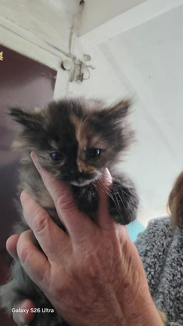 шотландская длинношерстная кошка цена: Котята, коротко- и полудлинношёрстные. - Полосатый серый котёнок с — 2