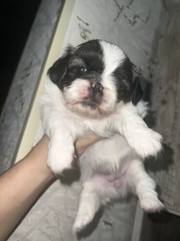 İtlər: Pekines, Dişi, Ünvandan götürmə — 1