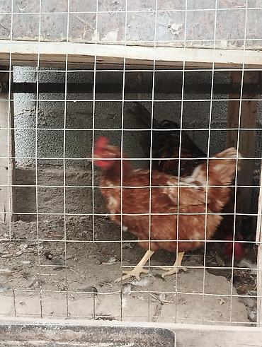 Продам с/х животных: Продаю | Петух | Домашняя | Для разведения — 4