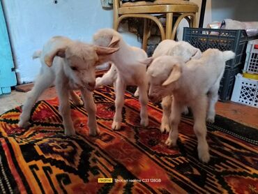 Козы, козлы: Продаю | Коза (самка) | Зааненская, Битал — 5