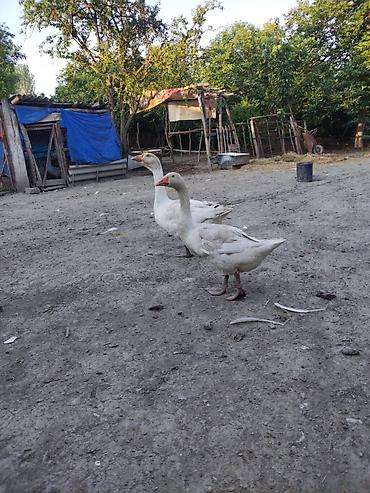 sud veren inek satilir: Erkək, Damazlıq — 1