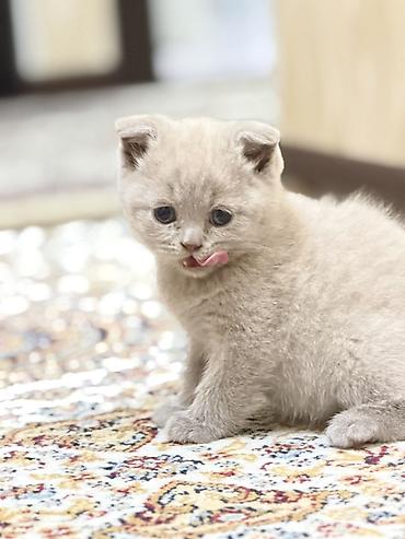 котенок кант: Шотландские вислоухие котята (Scottish Fold) ( мальчики) - Окрас — 4