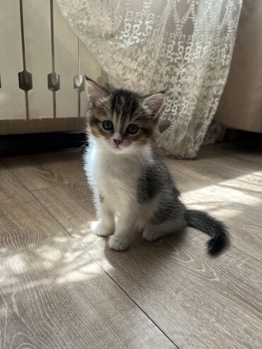 породистые кошки цена: 1 месяц, Девочка, Метис